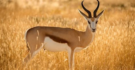 Image result for Baby Springbok
