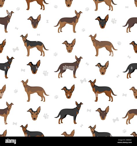 Doberman Malinois seamless pattern. Belgian Malinois Doberman Pinscher ...