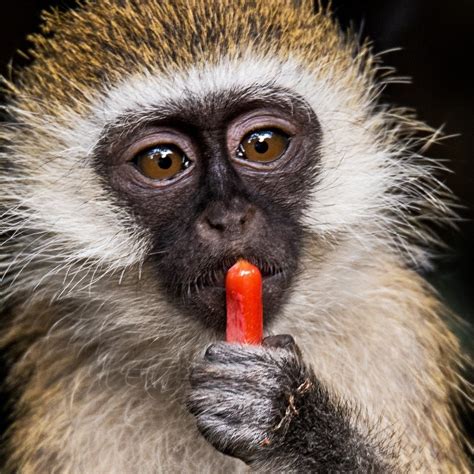 ECO WORLD SAFARIS (2026) All You Need to Know BEFORE You Go (with ...