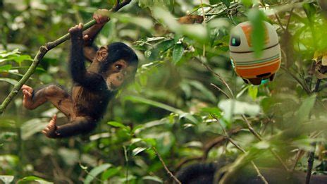 Australopithecus Andy 的图像结果