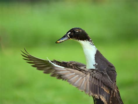 Black And White Duck Photos, Download The BEST Free Black And White ...