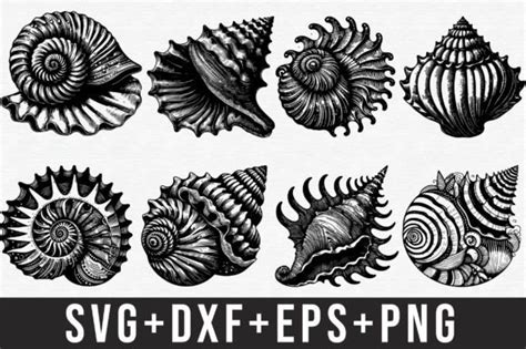 Image result for SeaShell SVG