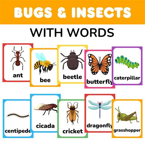 Insects And Bugs Names