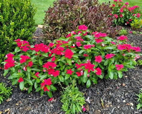 List of recommended deer resistant annuals for the Northeast