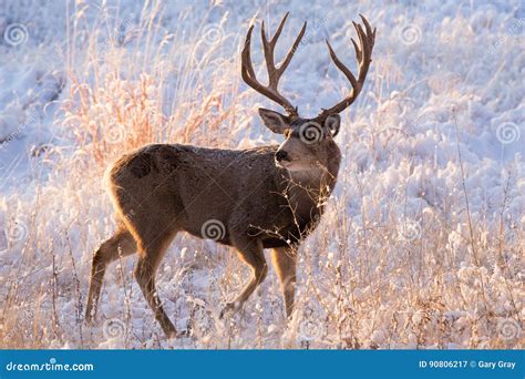 Mule Deer in Colorado stock image. Image of ears, cold - 90806217