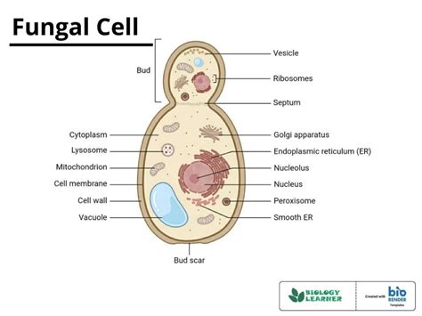 Fungi Cell Structure 的图像结果