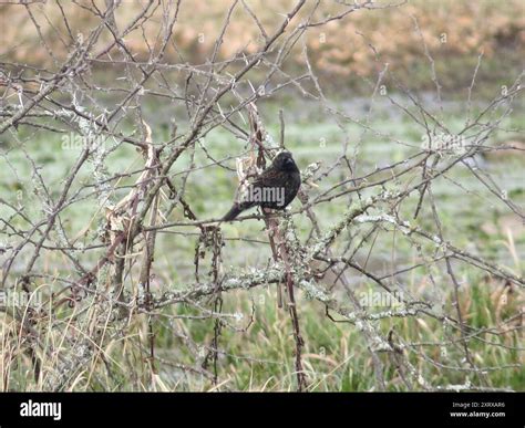 Yellow-winged Blackbird (Agelasticus thilius) Aves Stock Photo - Alamy