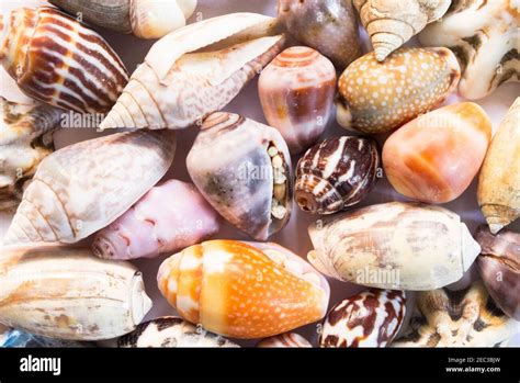 Image result for Finding Tropical Shells