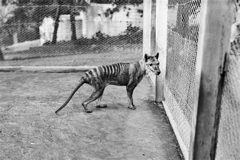 Tasmanian Tiger Tasmanian Tiger 🔜 New Year, New Gear! 🗓💥