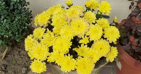 Yellow Chrysanthemum Flowers in the Garden