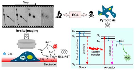 Recent Advances in Electrochemiluminescence-Based Single-Cell Analysis