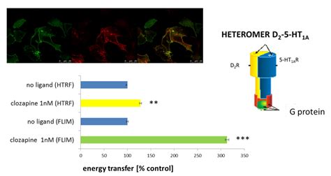 Development of a New Polymeric Nanocarrier Dedicated to Controlled ...