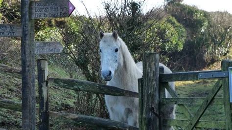 Wildlife Walk with Wal on the Dodman, Dodman Point, Pentewan, 14 March ...