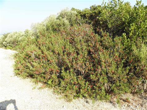 Pistacia lentiscus L. | Plants of the World Online | Kew Science