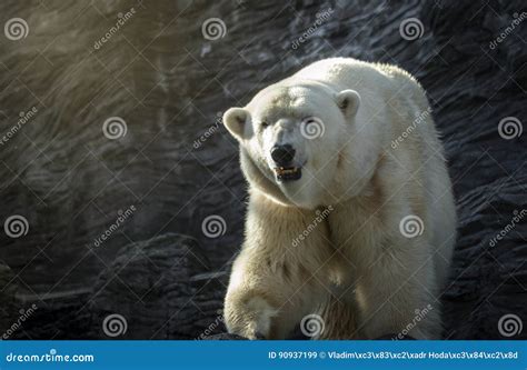 Polar Bear, Dangerous Looking Beast in the Zoo. Stock Image - Image of ...
