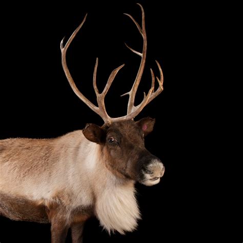 Caribou (Reindeer) | National Geographic