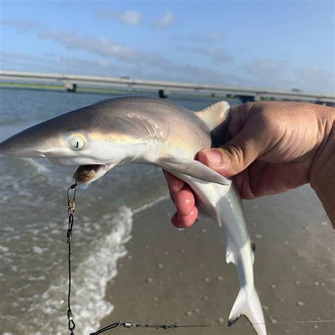 SOUTH UP GEAR CO. - SURF FISHING GEAR RENTAL (2026) All You Need to ...