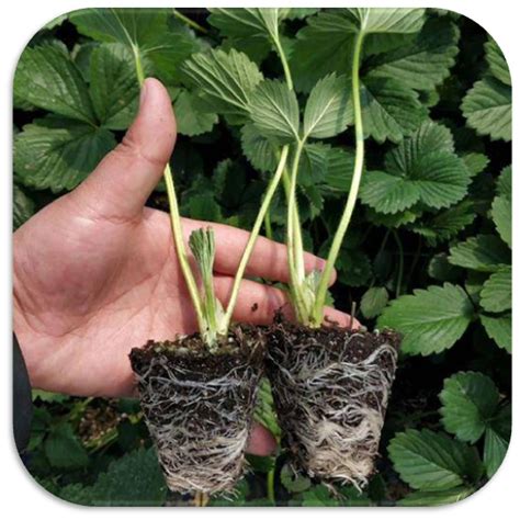 草莓基质栽培，高产高收