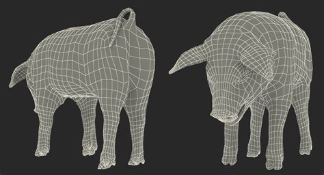 Pig Piglet Pietrain with Fur Standing Pose 3D | 3D Molier International