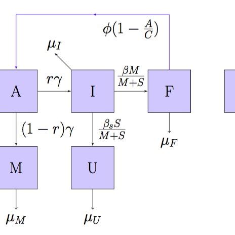Image result for Dynamic Equilibrium Population Graph