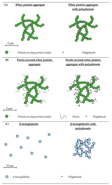 Structural, Binding and Functional Properties of Milk Protein ...