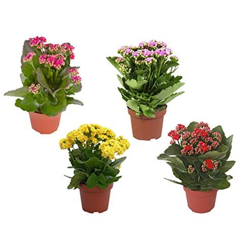 Buy Kalanchoe Rosalina Mix | 4 s | house | Height 28 cm | Pot 12 cm ...