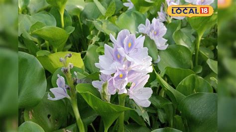 Water Hyacinths Benifit: ভাসমান আবর্জনা ভেবে উপড়ে ফেলে দেন? কচুরিপানার ...