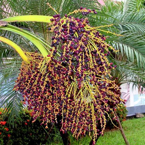 Dwarf Pygmy Date Palm Tree Seeds Phoenix roebelinii Great Indoor ...