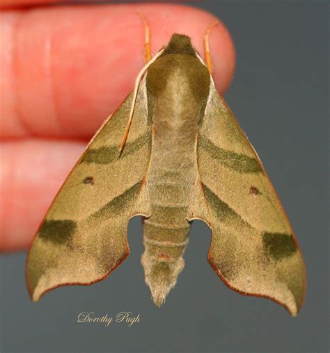 Image result for Moth Identifier
