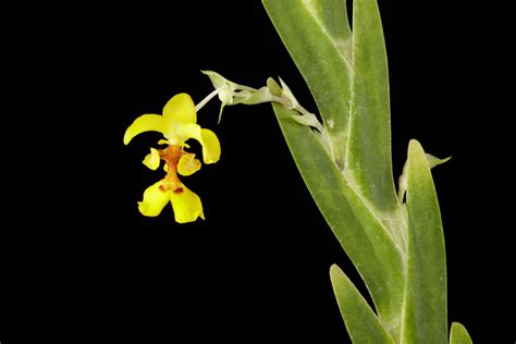 Lockhartia oerstedii - Oersted's Lockhartia | Smithsonian Gardens