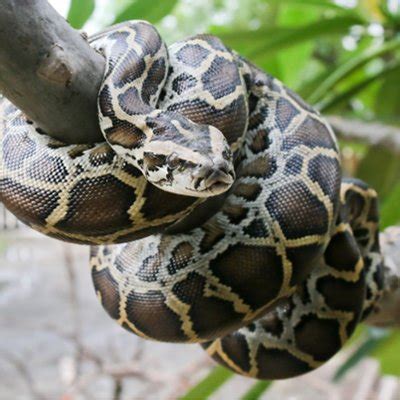 Image result for Central African Rock Python