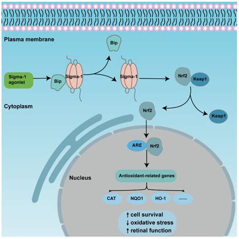 Sigma-1 Receptor in Retina: Neuroprotective Effects and Potential ...