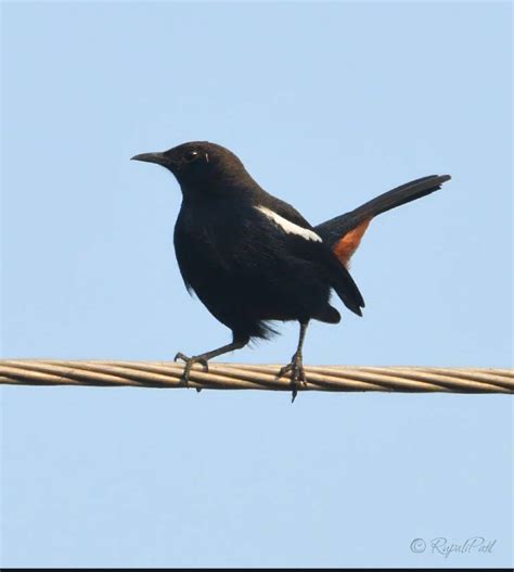 Indian Robin | Birds.Hobbyist