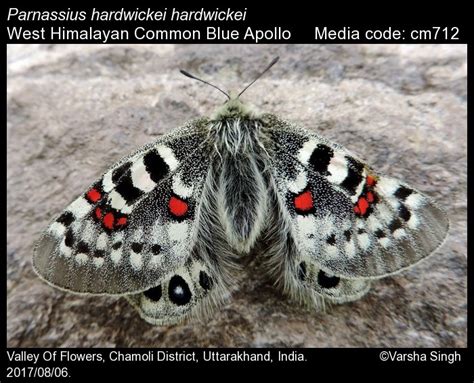 Parnassius hardwickii Gray, 1831 - Common Blue Apollo | Butterfly