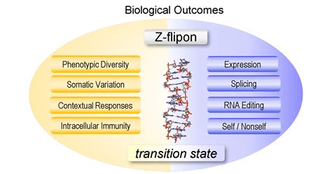Image result for Z-DNA Function
