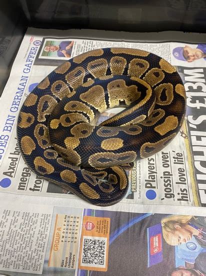 Image result for Asphalt Spider Ball Python