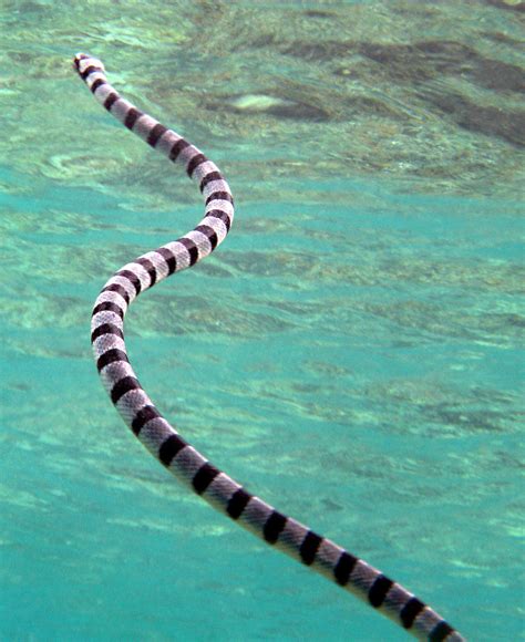 Snakes attacks and venomous dangerous snakes | Free National Geographic Pix