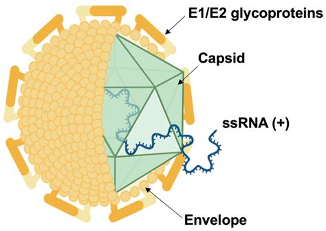 Update on Hepatitis C Vaccine: Results and Challenges