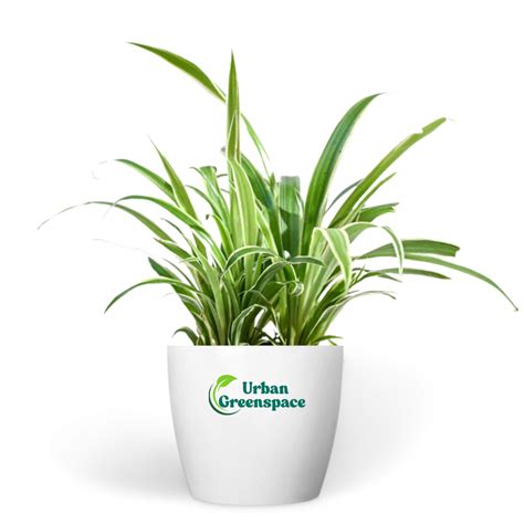 Spider Plant (Chlorophytum comosum)