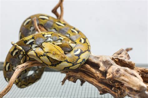 Image result for National Geographic Python