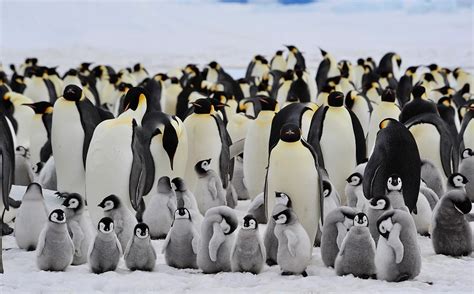 Antarctic Crisis: Emperor Penguins Face Increased Threats from ...