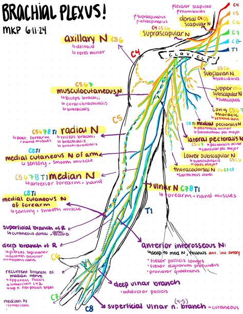 Illustrated brachial plexus – Artofit