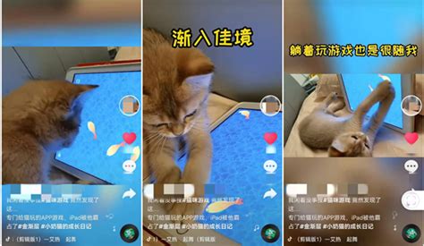 逗猫玩具App用户在抖音上分享猫玩游戏的视频 | 优应网络