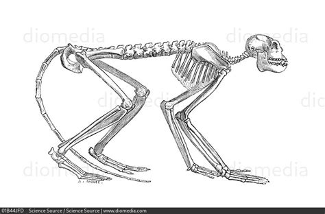 Image result for Mesopithecus vs