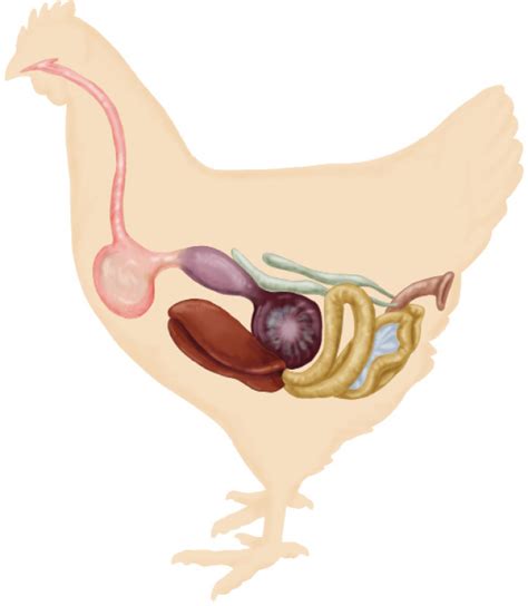 Image result for Chicken Digestive System