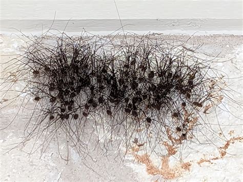 Daddy Long Legs Spider Clump