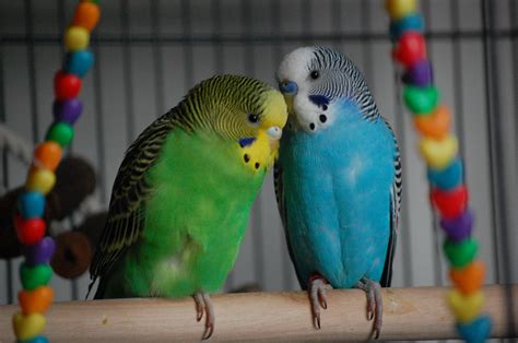 Image result for Mrs. Bird Random Encounters