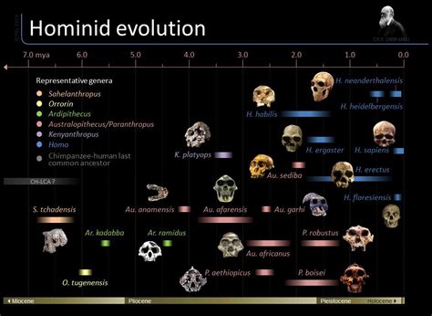 All Human Evolution 的图像结果