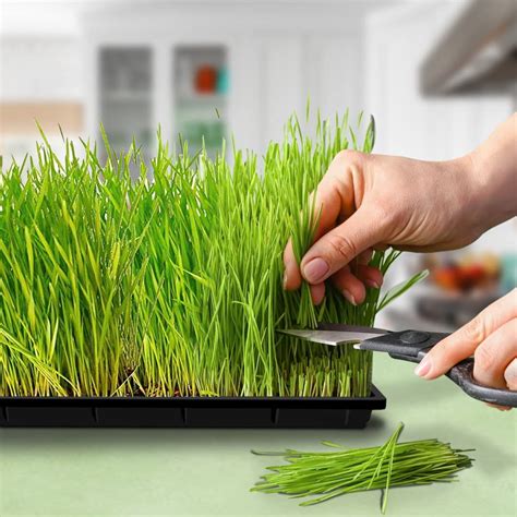 YS Naturals - Premium Organic Farm