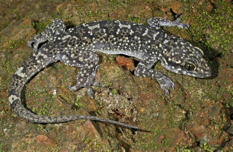 Meet Hemidactylus paaragowli, a newly-discovered rock-dwelling gecko of ...